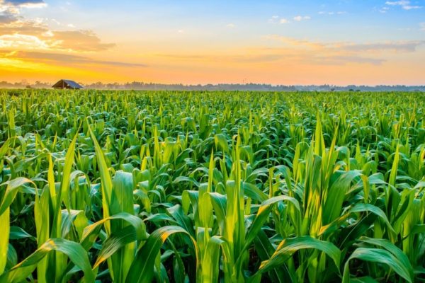 L'amélioration de l'agriculture/ la jeunesse appelée à s'y engager/ Photo crédit