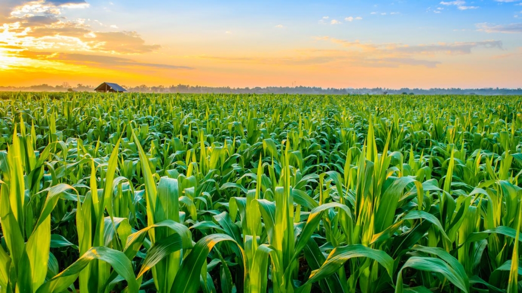 L'amélioration de l'agriculture/ la jeunesse appelée à s'y engager/ Photo crédit