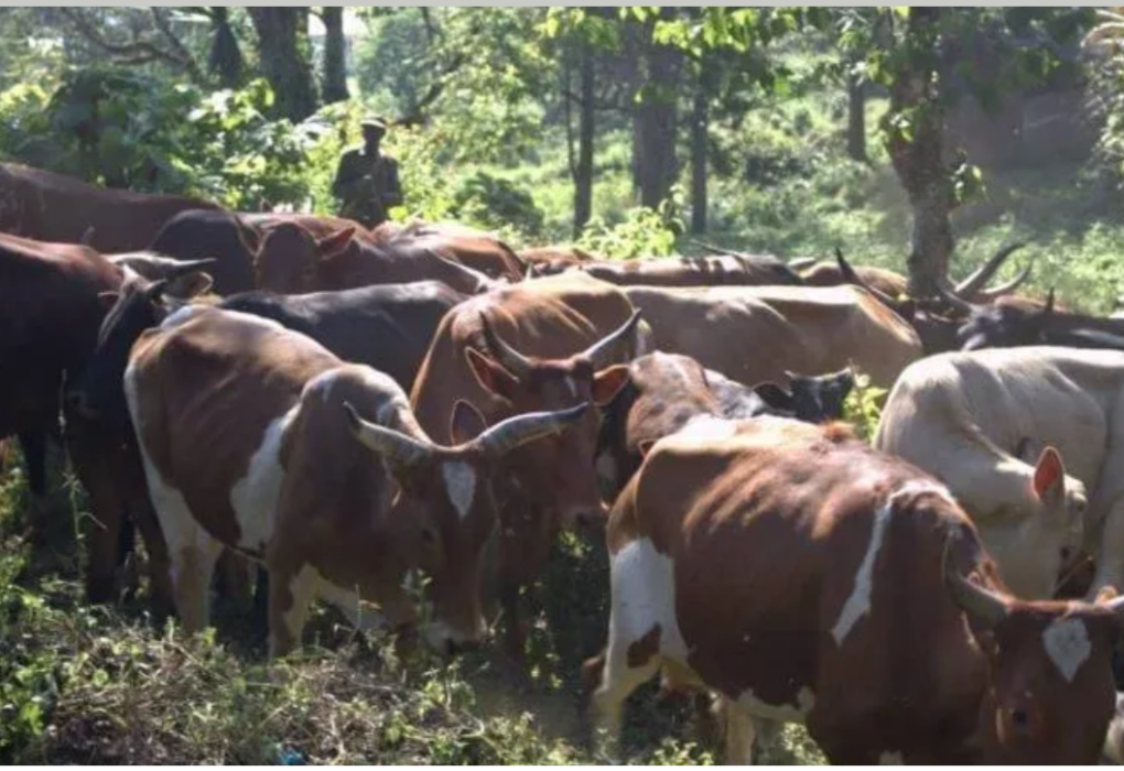 des vaches Rwandaises et ougandais, un mal pour l'environnement et l'agriculture à Rutshuru au Nord-Kivu