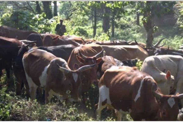 des vaches Rwandaises et ougandais, un mal pour l'environnement et l'agriculture à Rutshuru au Nord-Kivu